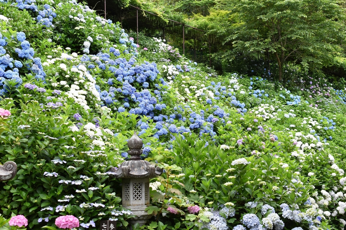 寺務所横 あじさい 見頃 2018年6月16日 撮影:MKタクシー
