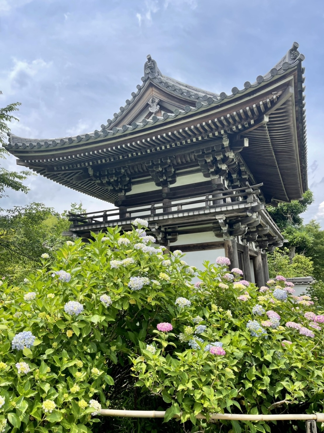 仁王門 あじさい 七分咲き 2021年6月11日 撮影:MKタクシー