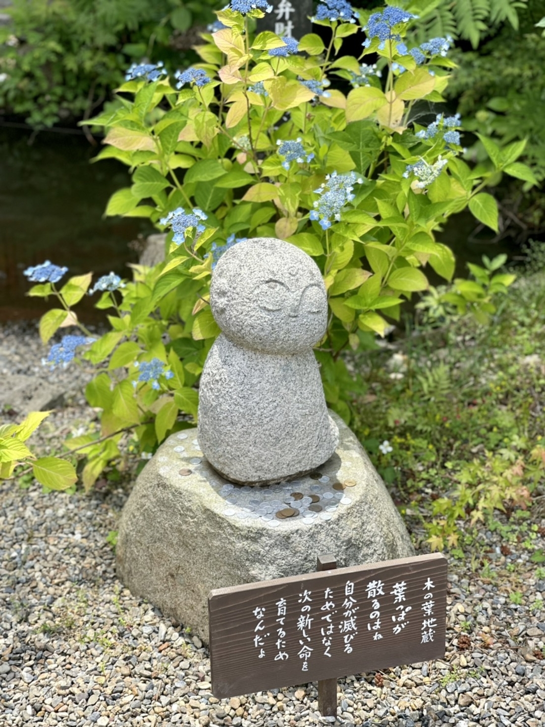 木の葉地蔵とガクアジサイ 七分咲き 2021年6月11日 撮影:MKタクシー