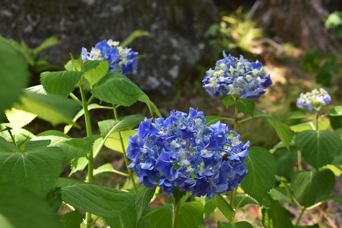 アサヒビール大山崎山荘美術館　あじさい　見頃　2021年6月9日　撮影：MKタクシー