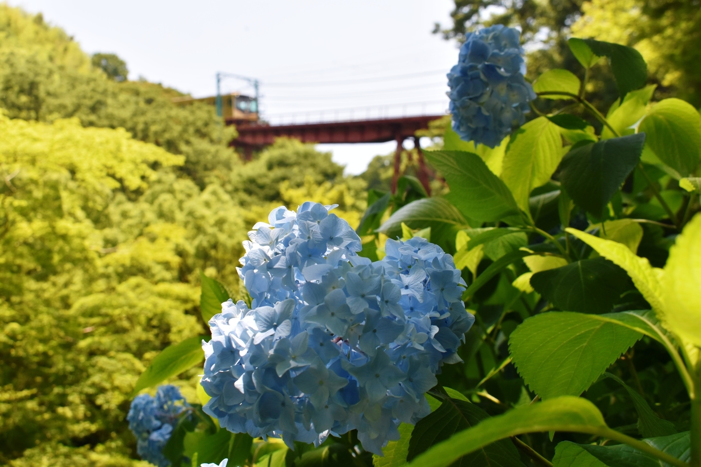 神応寺より石清水八幡宮参道ケーブルとあじさい　五分咲き　2021年6月9日　撮影：MKタクシー