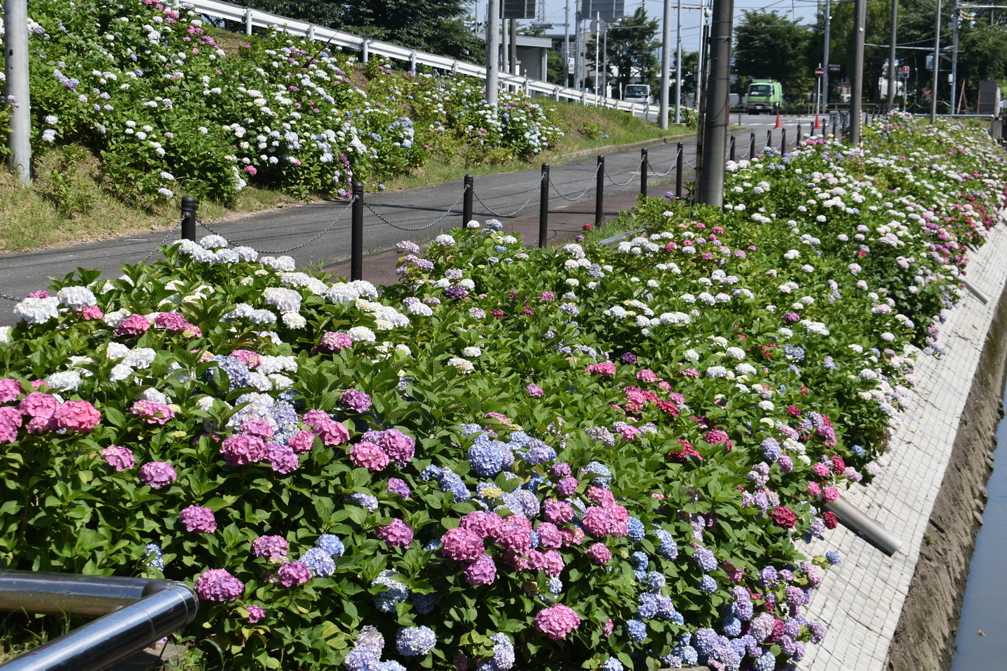京都市南部クリーンセンター アジサイの小径 2021年6月9日 撮影:MKタクシー