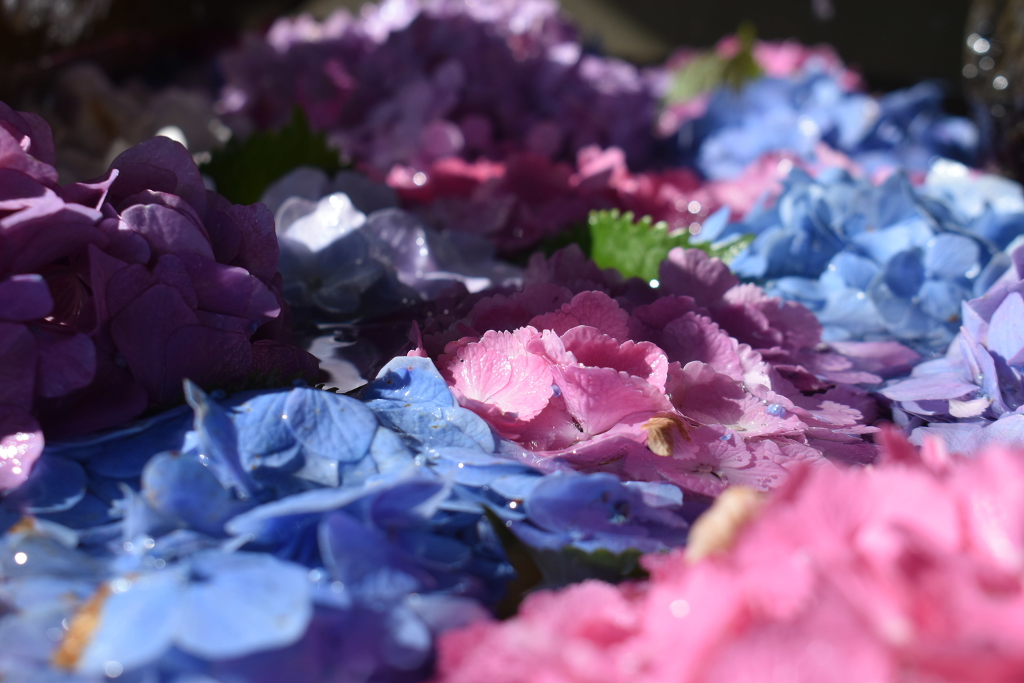 花手水 2021年6月14日 撮影:MKタクシー