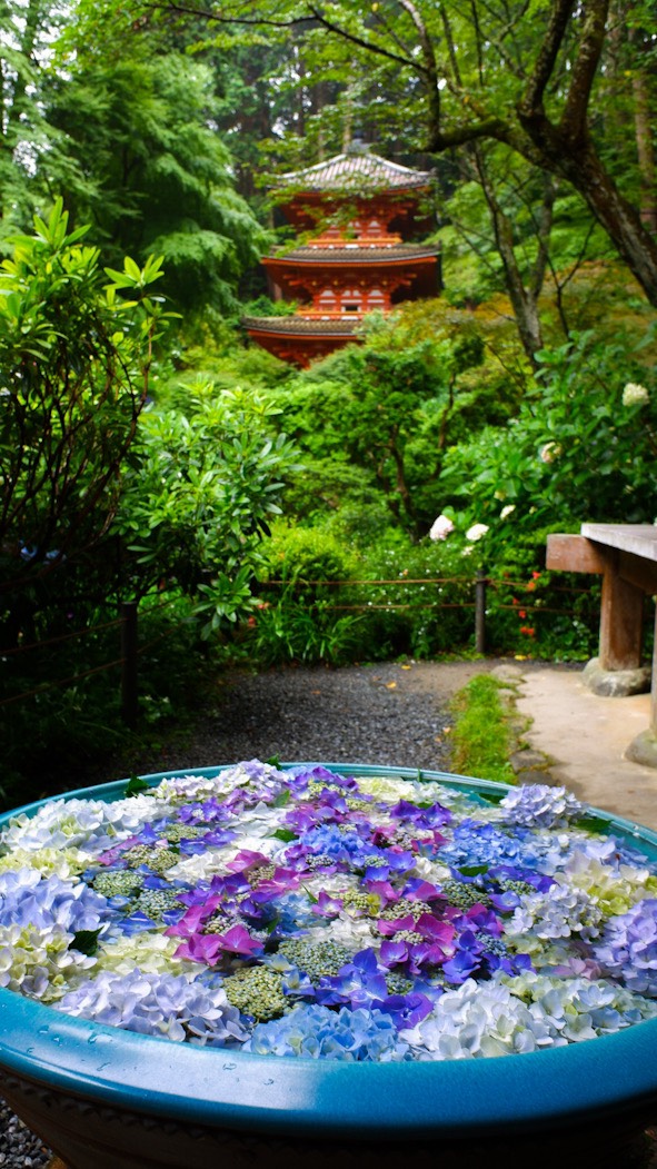 岩船寺 あじさい 見頃 2021年6月16日 撮影:MKタクシー