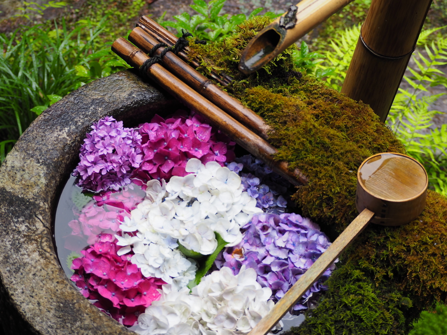 柳谷観音楊谷寺　花手水　見頃　2017年7月4日　撮影：MKタクシー