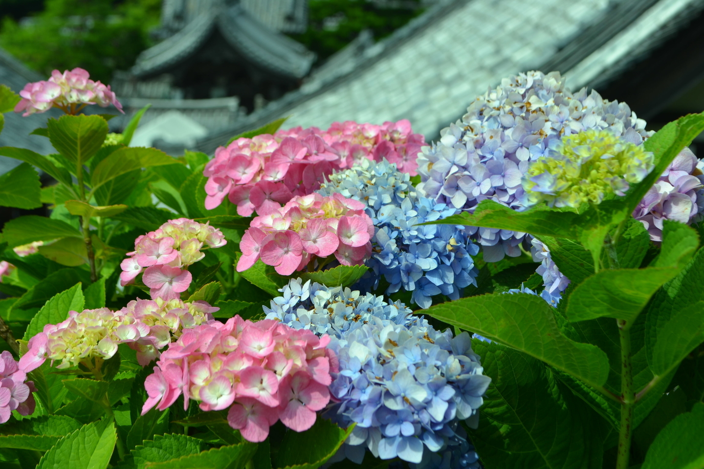 柳谷観音楊谷寺　あじさい　見頃　2017年6月24日　撮影：MKタクシー