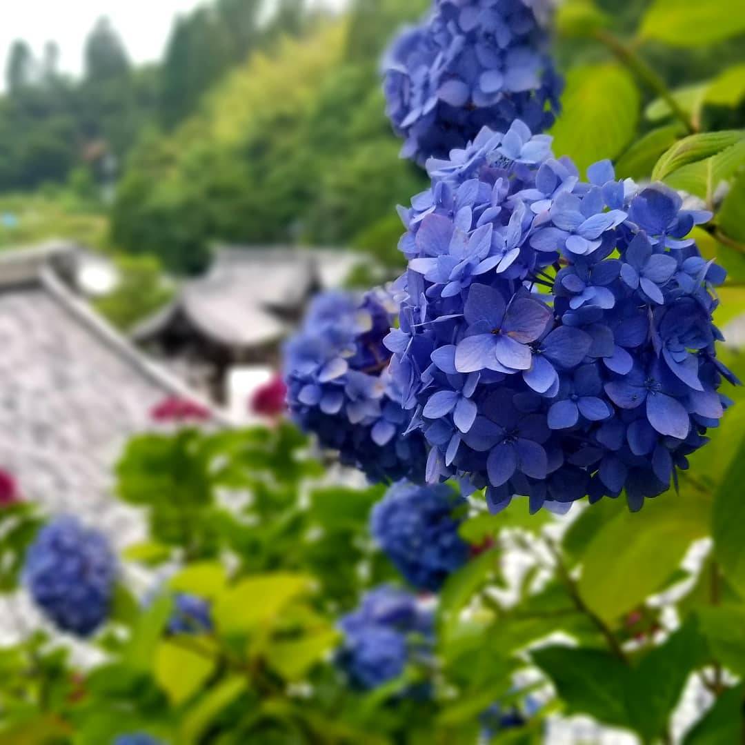 柳谷観音楊谷寺　あじさい　見頃　2019年7月7日　撮影：MKタクシー