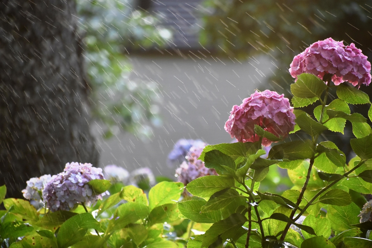 第一紫陽花苑　見頃　2021年6月17日　撮影：MKタクシー