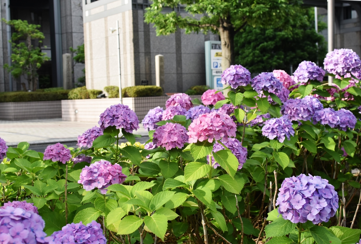 河原町御池のあじさいと長州藩邸跡の石碑　2021年6月17日　撮影：MKタクシー