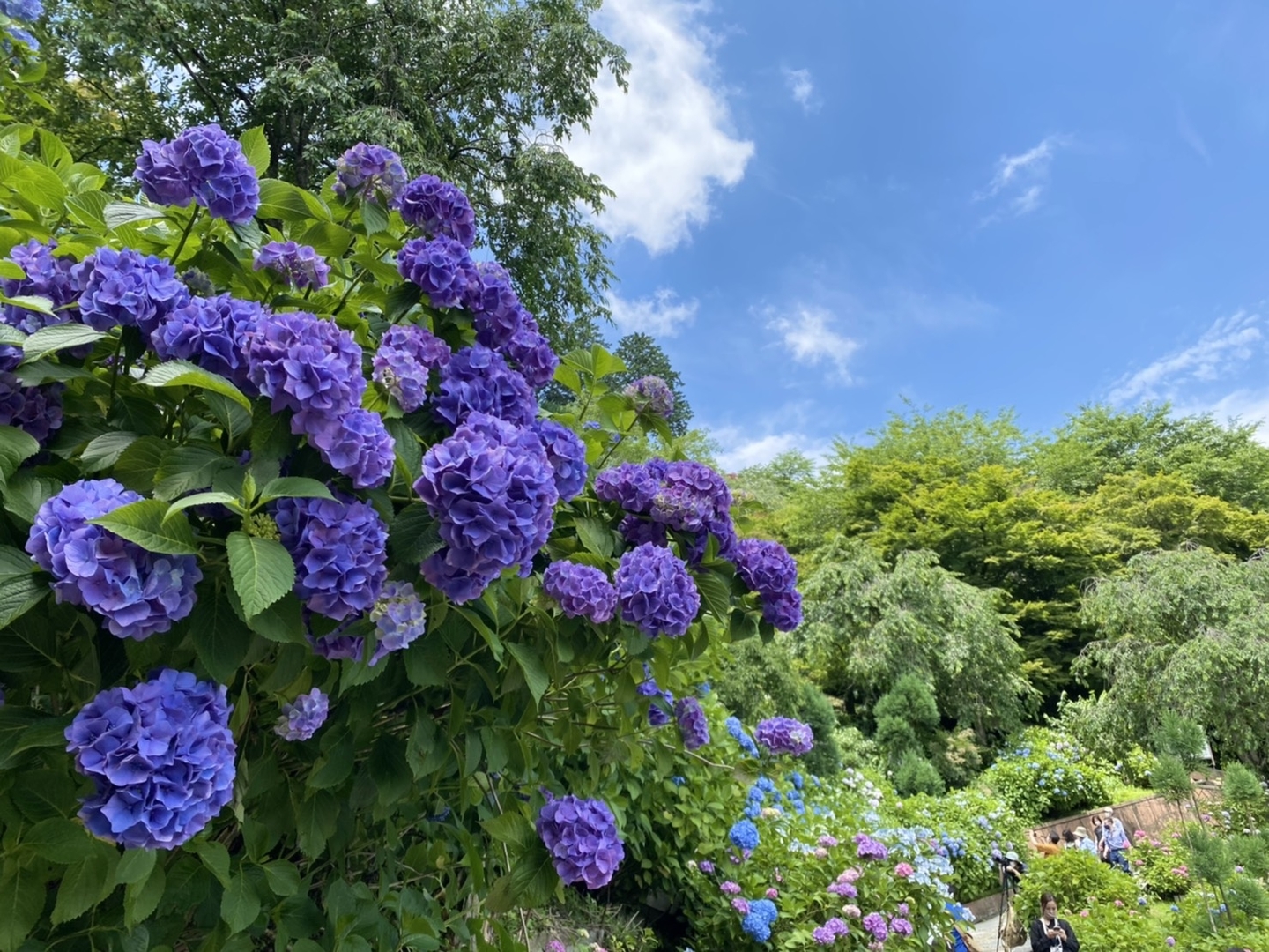 善峯寺　白山桜あじさい苑　見頃　2021年6月20日　撮影：MKタクシー