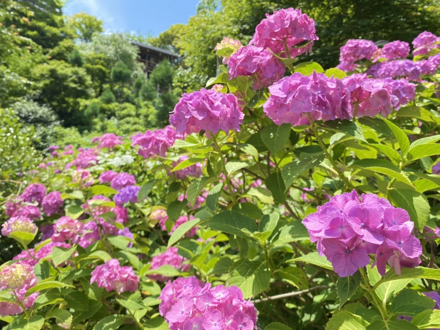 善峯寺 白山桜あじさい苑 見頃 2021年6月20日 撮影:MKタクシー