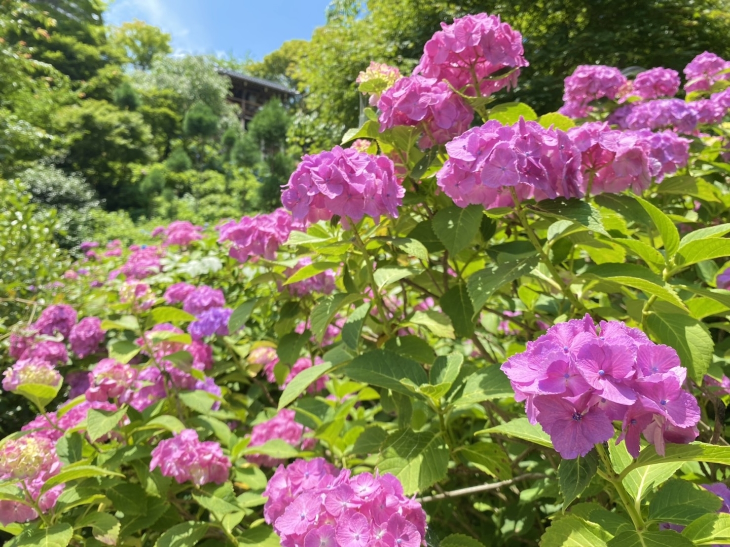 善峯寺　白山桜あじさい苑　見頃　2021年6月20日　撮影：MKタクシー