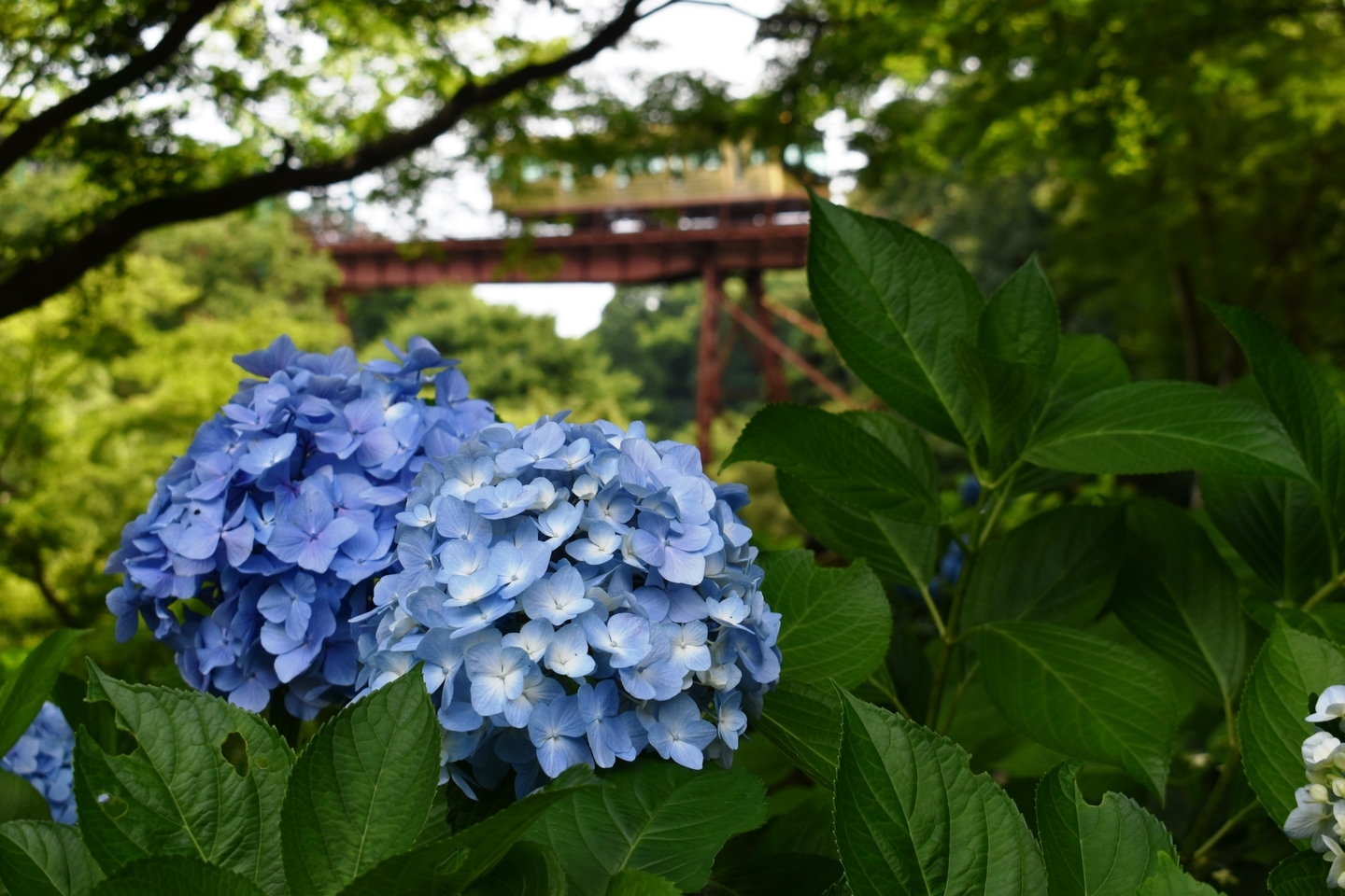 神応寺より石清水八幡宮参道ケーブルとあじさい　見頃　2021年6月20日　撮影：MKタクシー