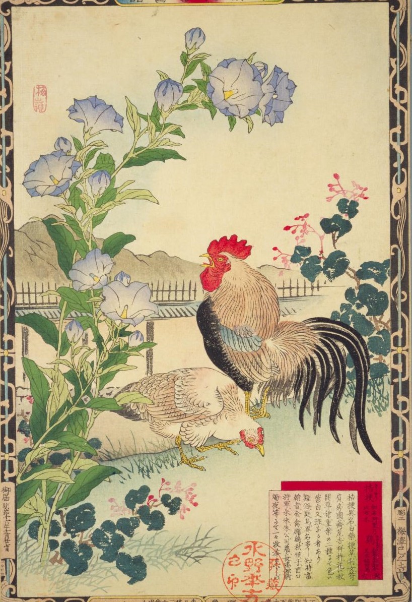 幸野楳嶺「桔梗・鶏(楳嶺花鳥画譜)」国立国会図書館デジタルコレクションより