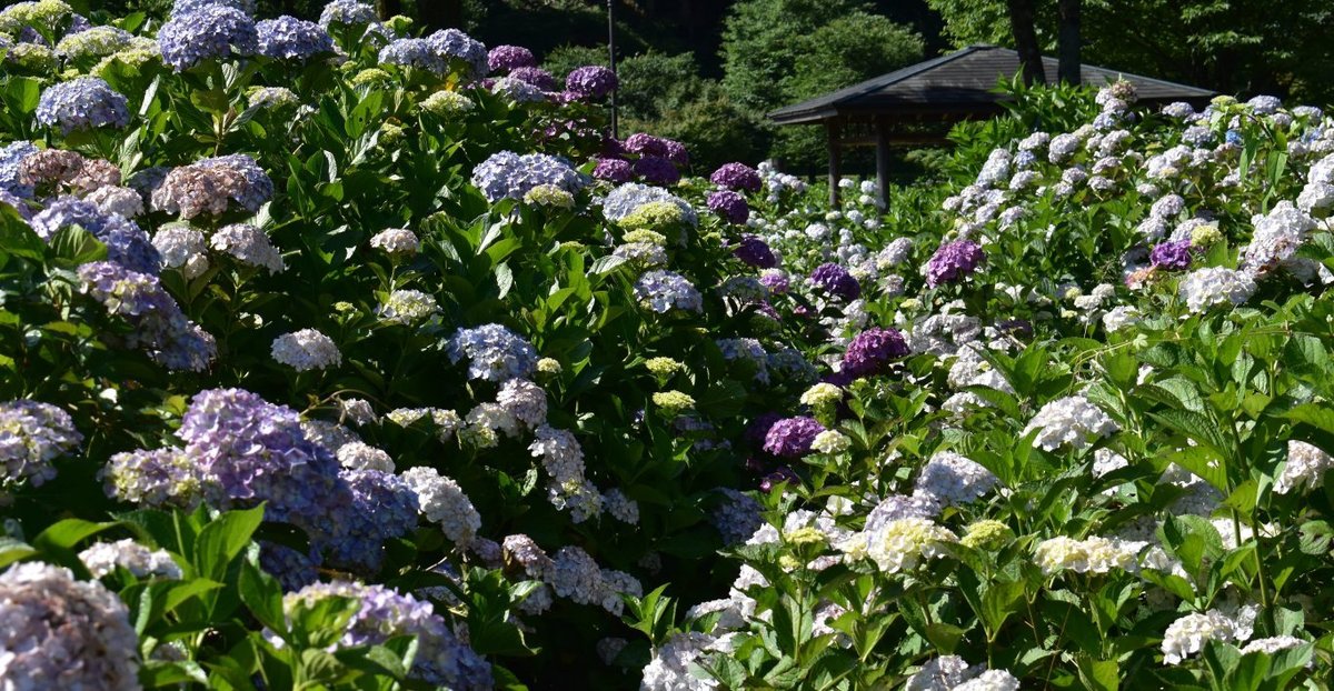 余呉湖あじさい園 見頃 2018年6月24日 撮影:MKタクシー