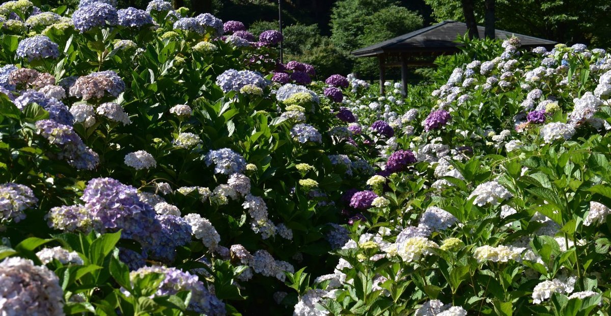 余呉湖あじさい園　見頃　2018年6月24日　撮影：MKタクシー