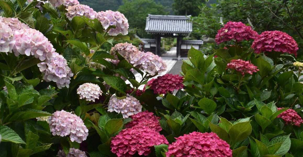 全長寺 見頃 2019年7月6日 撮影:MKタクシー