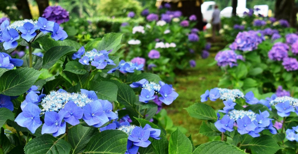 全長寺 見頃 2019年7月6日 撮影:MKタクシー