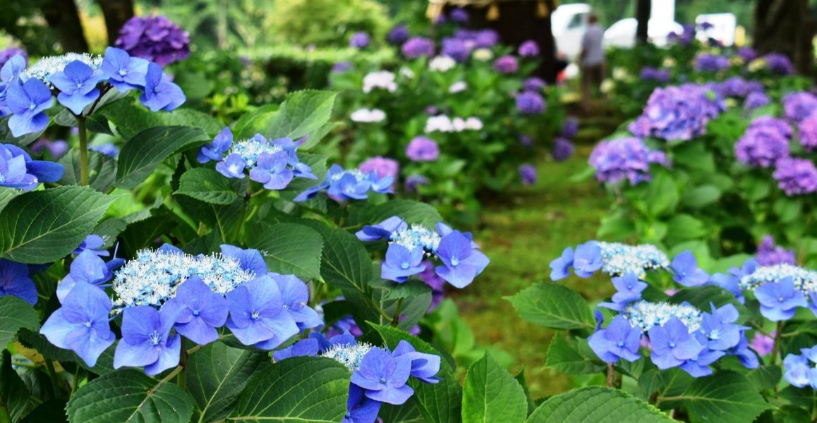 全長寺　見頃　2019年7月6日　撮影：MKタクシー