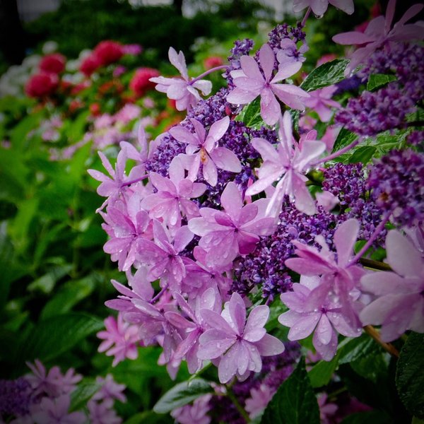 もりやま芦刈園 見頃 2018年6月28日 撮影:MKタクシー