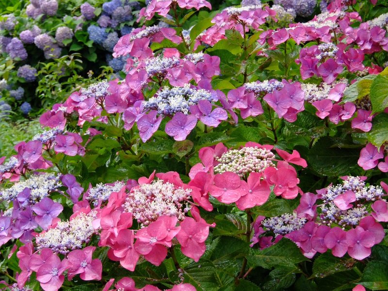 もりやま芦刈園 見頃 2018年6月28日 撮影:MKタクシー