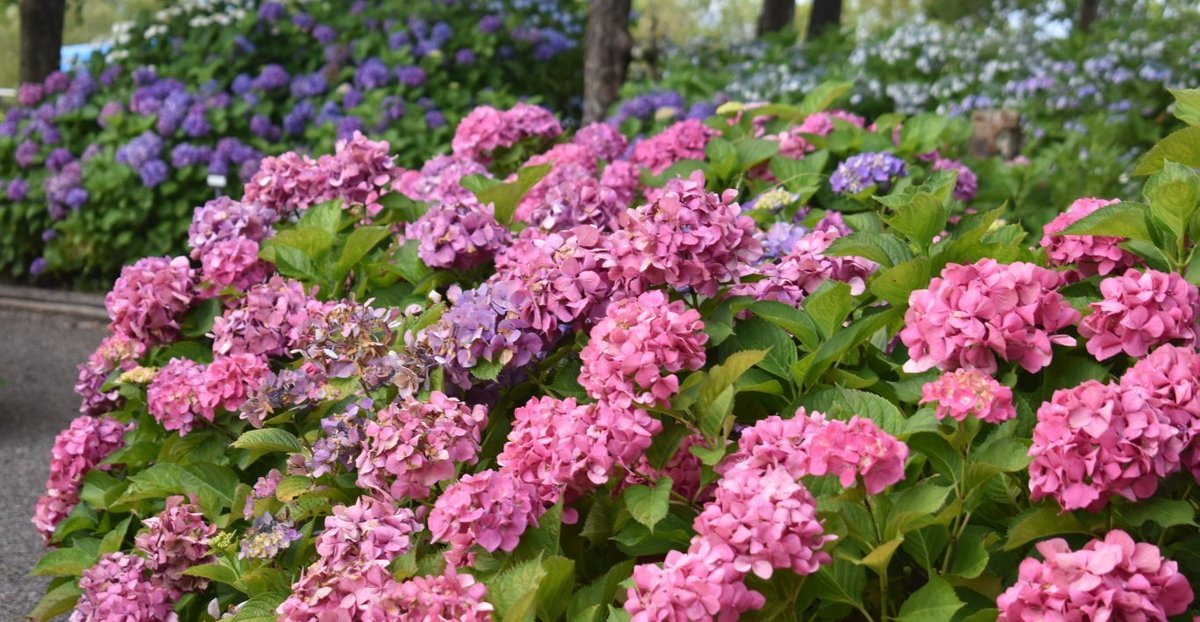 もりやま芦刈園 見頃 2018年6月30日 撮影:MKタクシー