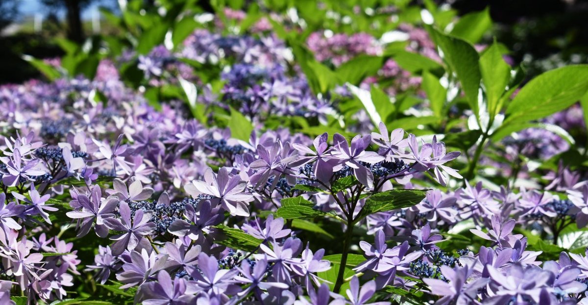 もりやま芦刈園 見頃 2018年6月30日 撮影:MKタクシー