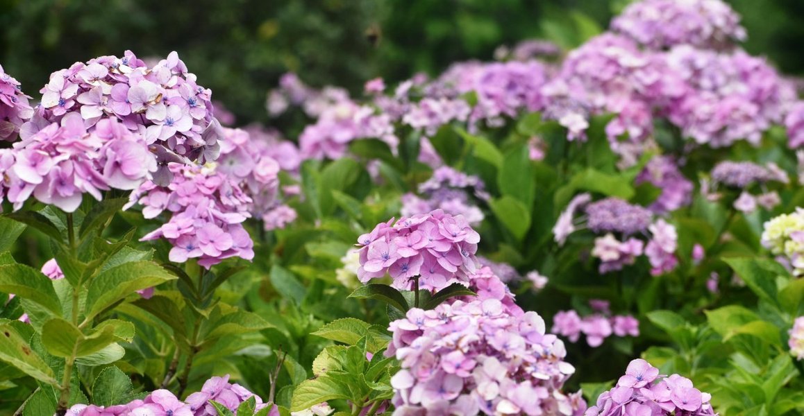 もりやま芦刈園 見頃 2019年7月6日 撮影:MKタクシー