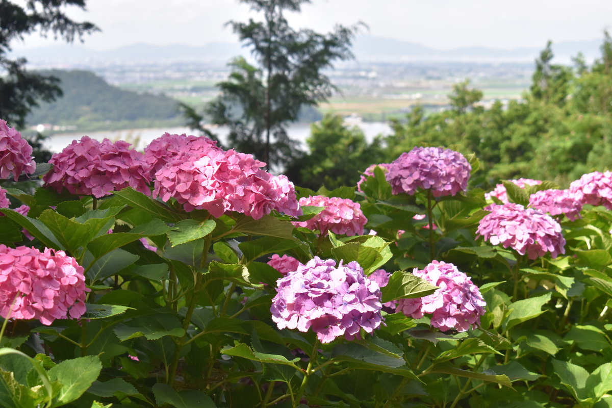 長命寺　見頃　2018年6月30日　撮影：MKタクシー