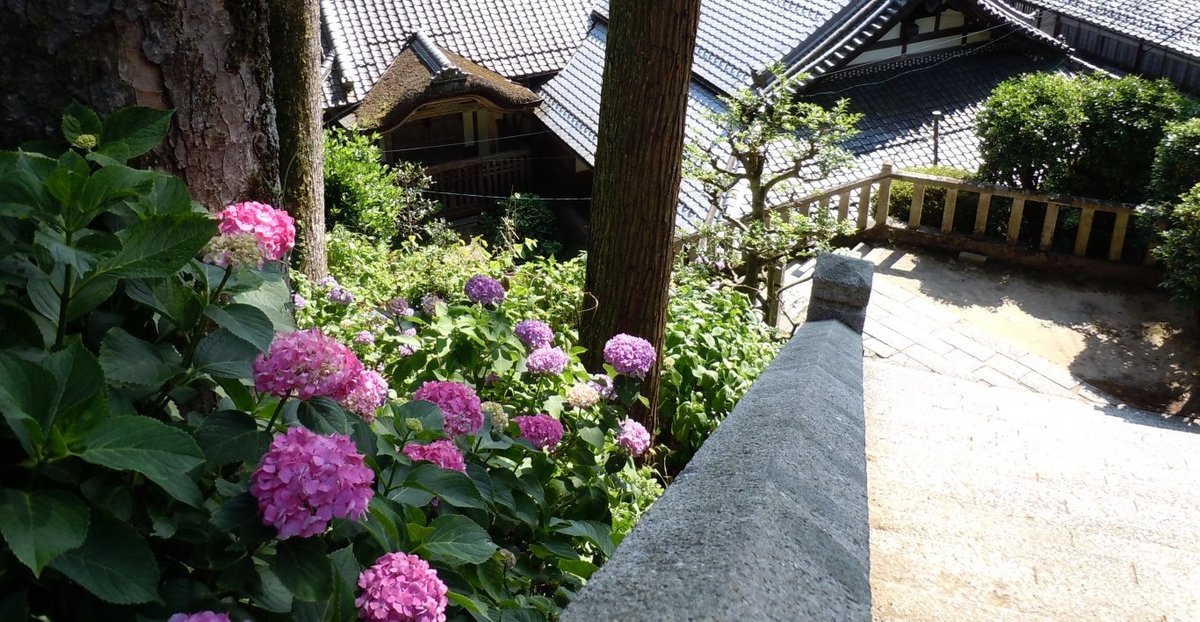 長命寺 見頃 2011年7月2日 撮影:MKタクシー