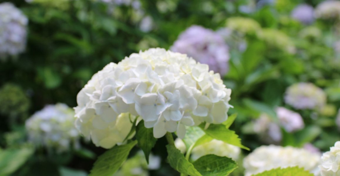 矢田寺 見頃 2019年6月19日 撮影:MKタクシー