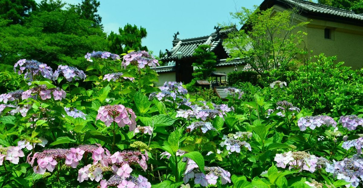 長弓寺 見頃 2018年6月9日 撮影:MKタクシー