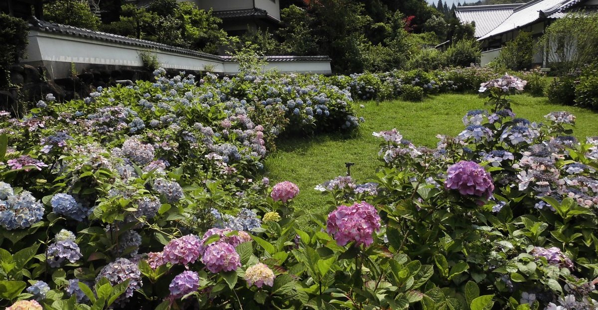 長弓寺 見頃 2016年6月26日 撮影:MKタクシー