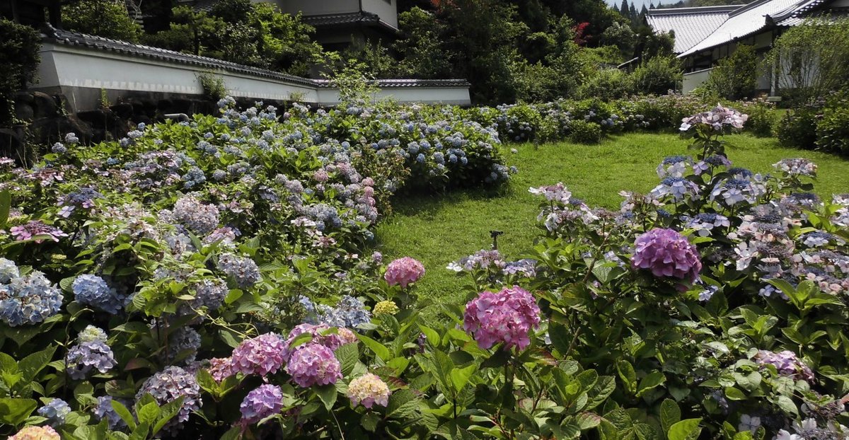 長弓寺　見頃　2016年6月26日　撮影：MKタクシー