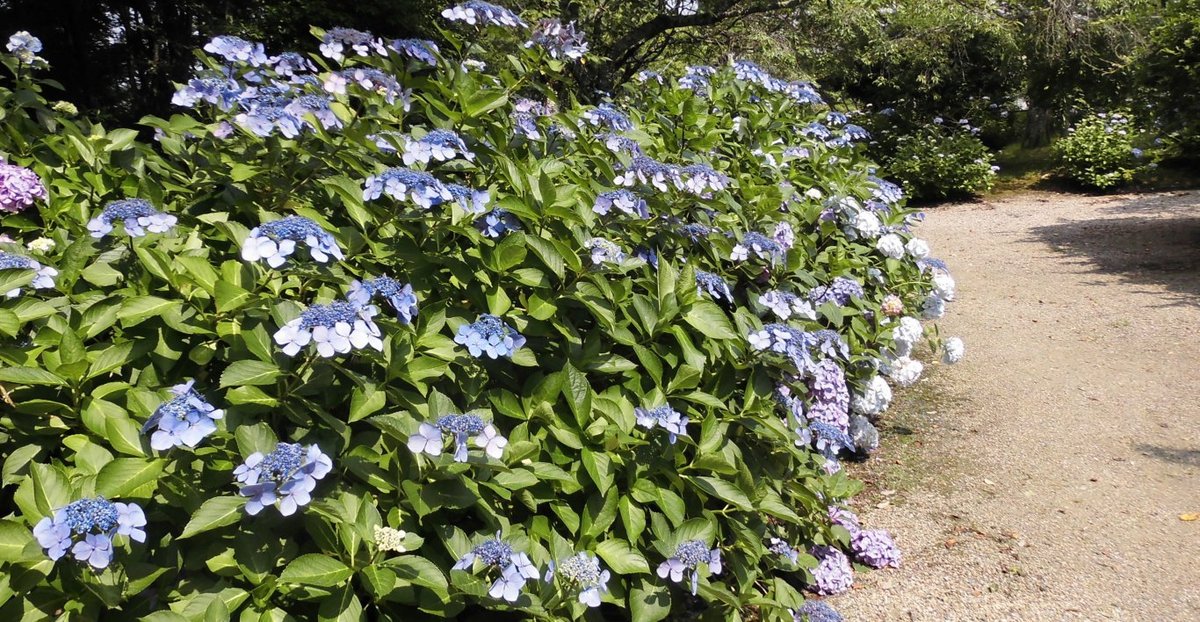 長弓寺 見頃 2016年6月26日 撮影:MKタクシー