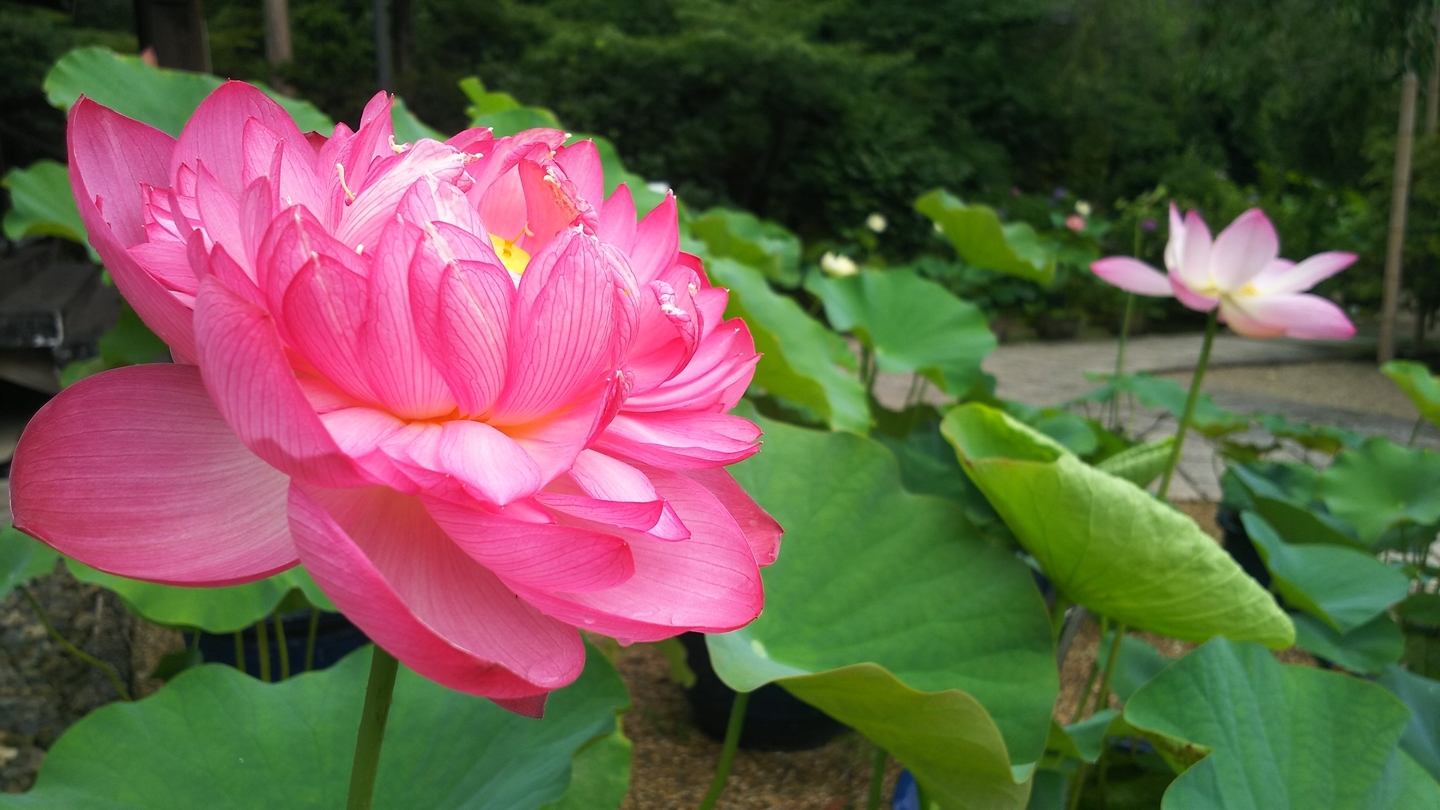 法金剛院 蓮 2019年7月14日 撮影:MKタクシー