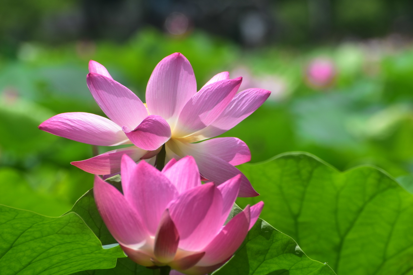 大沢池 蓮 2019年7月7日 撮影:MKタクシー