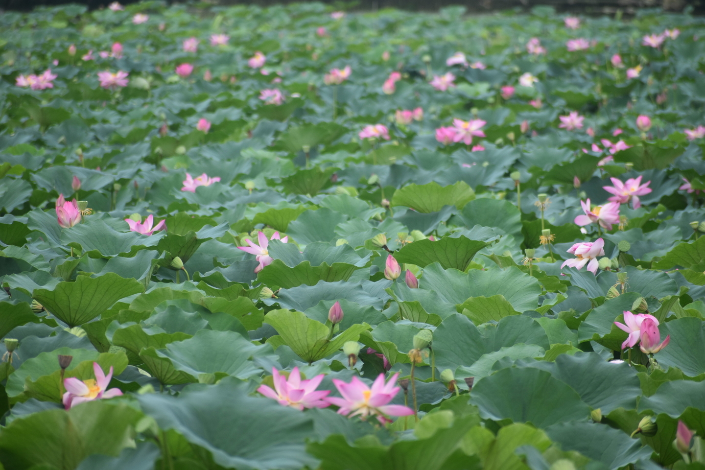 大沢池　蓮　見頃　2019年7月28日　撮影：MKタクシー