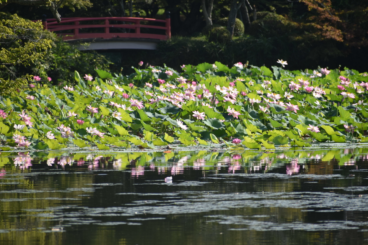 大沢池 蓮 見頃 2018年8月4日 撮影:MKタクシー