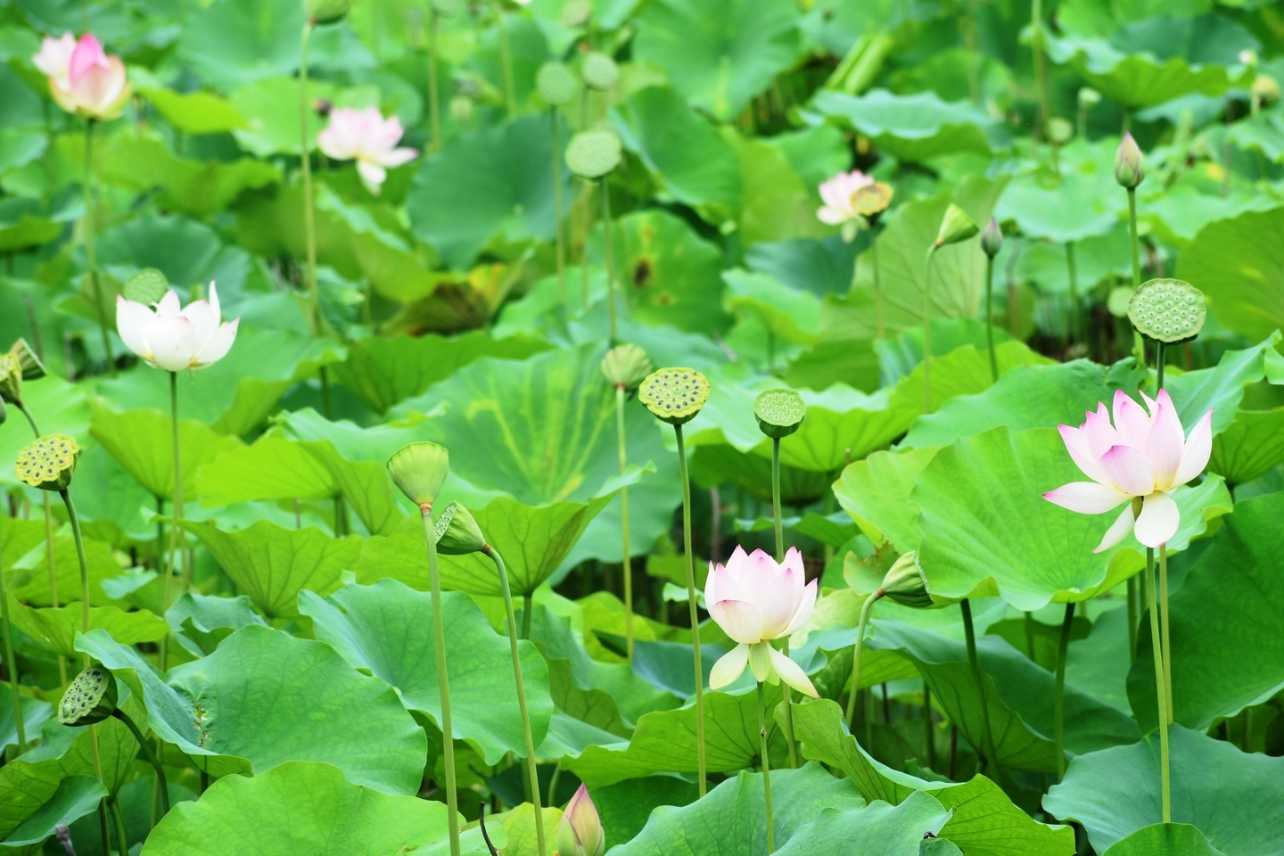 放生池　蓮　散りはじめ　2019年7月21日　撮影：MKタクシー