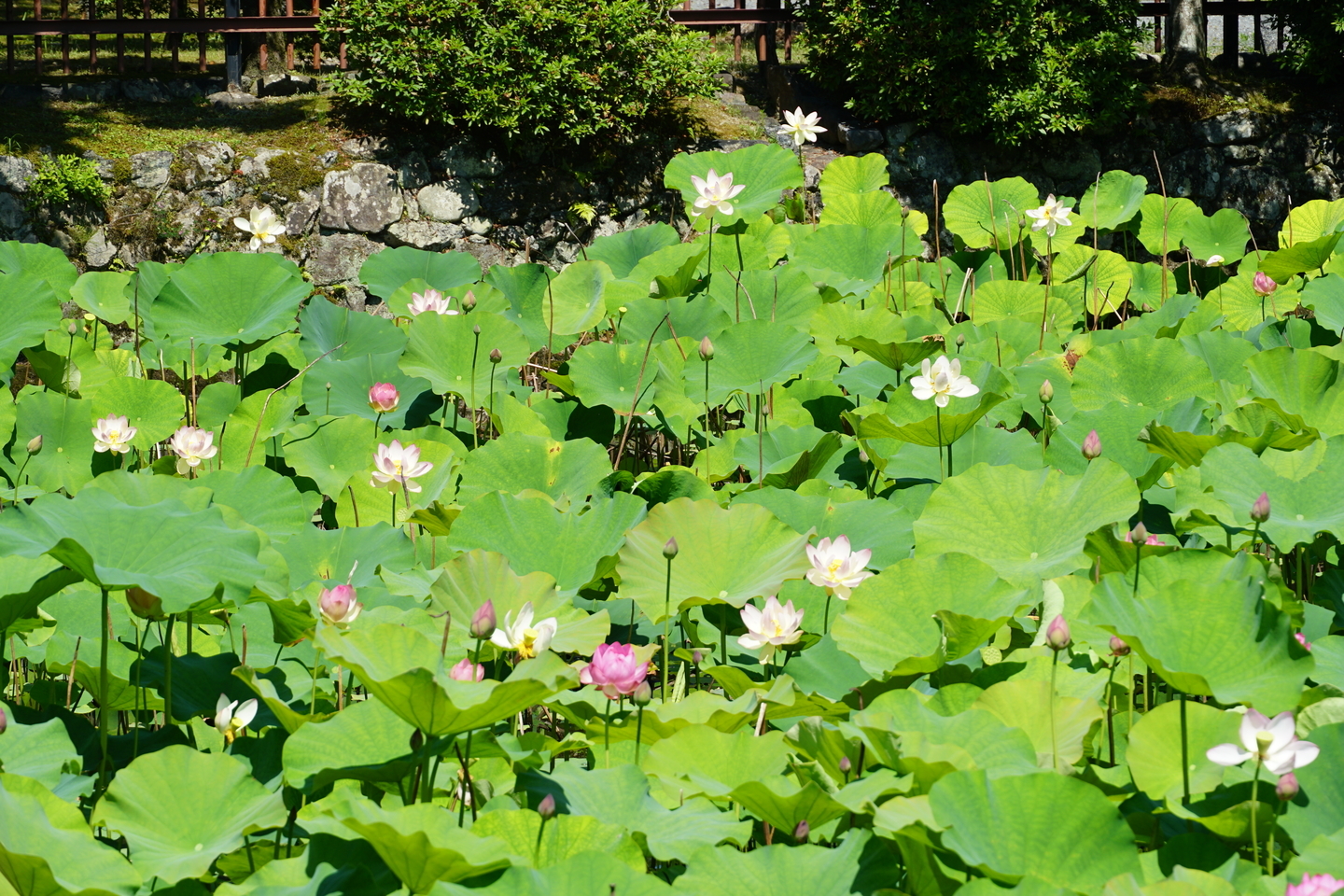 放生池 蓮 見頃 2019年6月23日 撮影:MKタクシー
