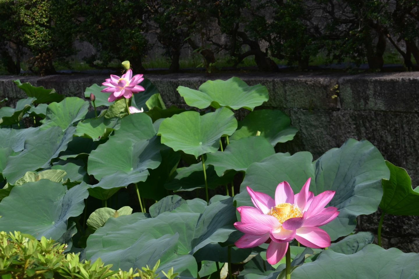 淀姫 見頃 2019年7月16日 撮影:MKタクシー