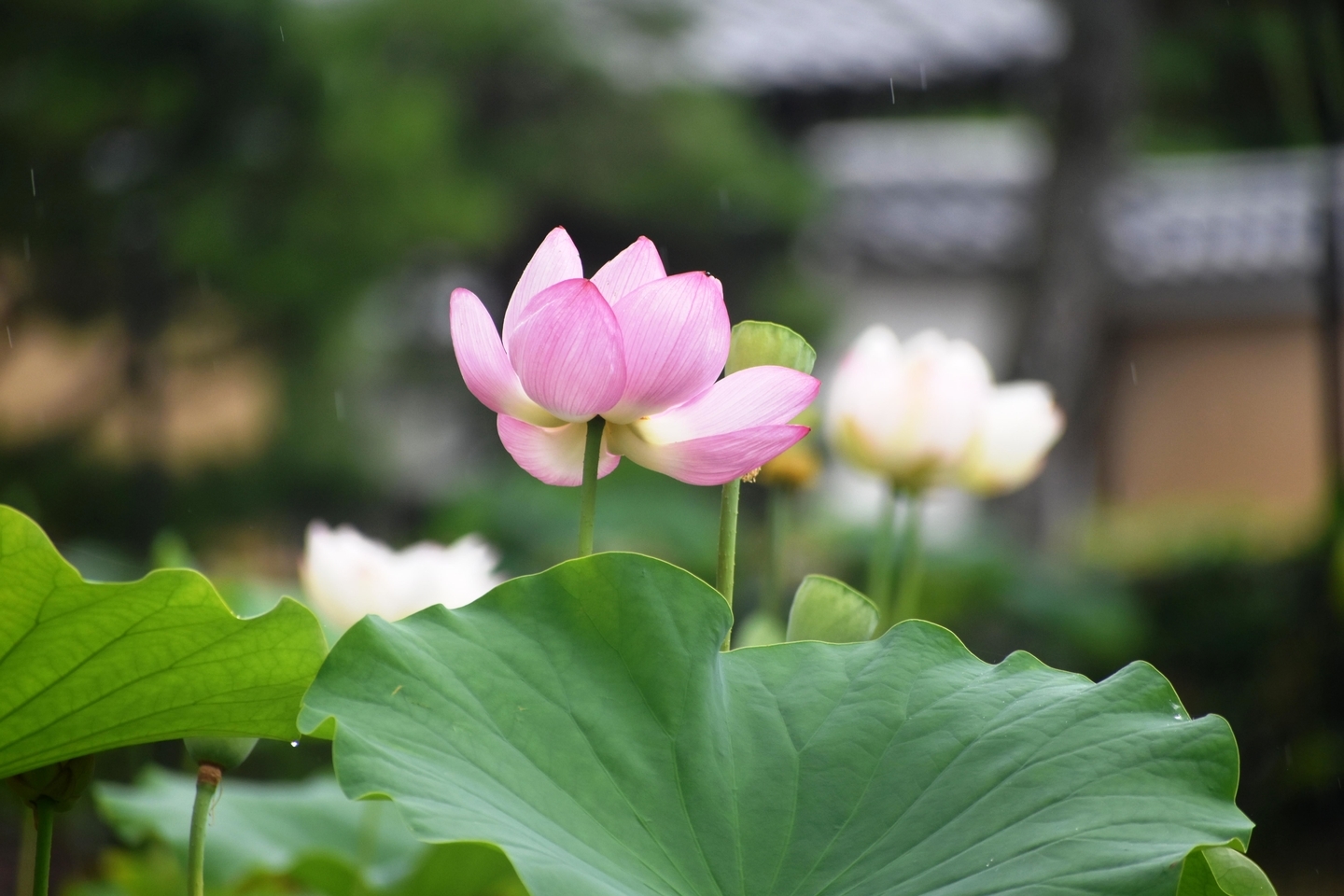 放生池 蓮 2019年7月13日 撮影:MKタクシー