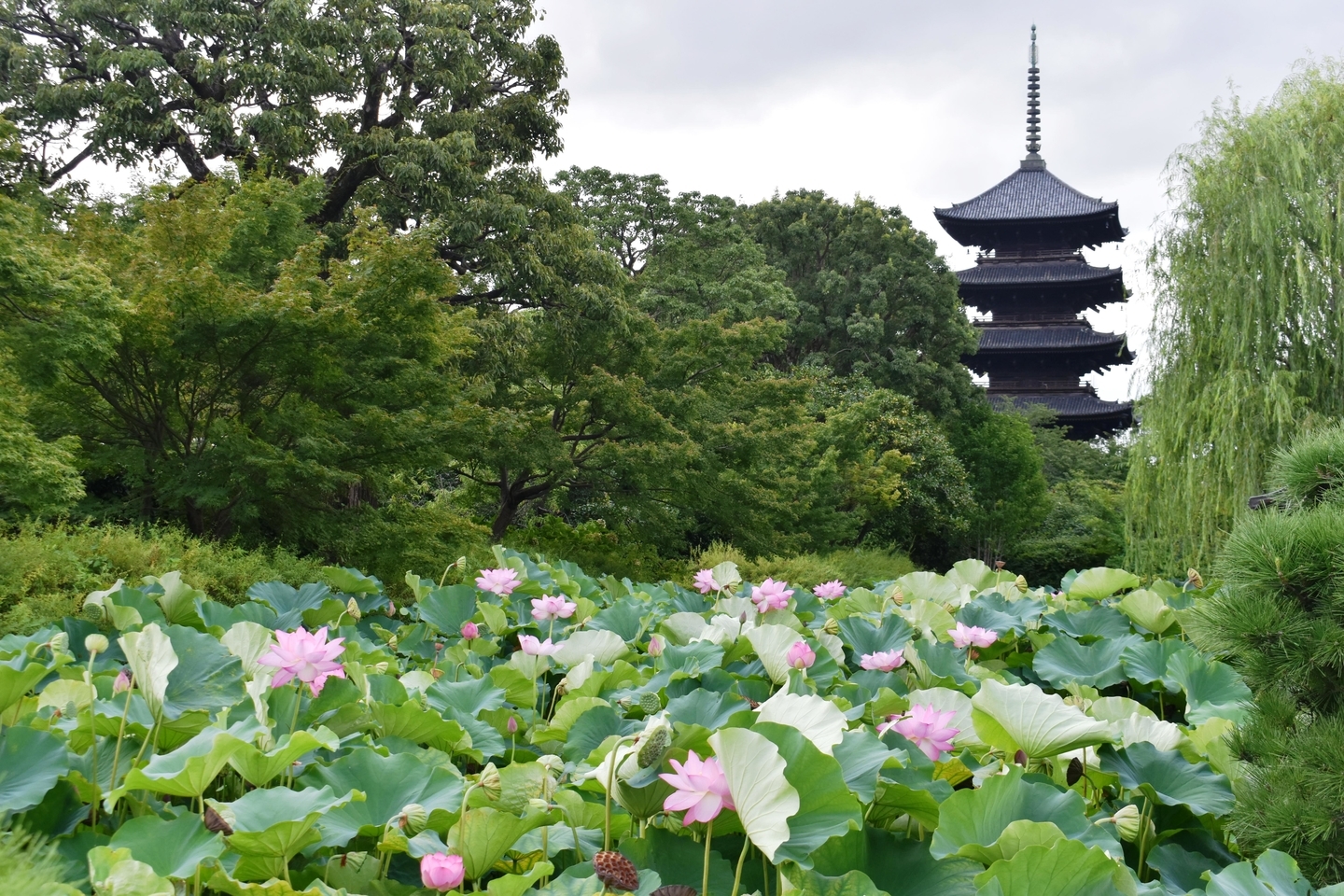 東寺　五重塔と蓮　見頃　2019年8月13日　撮影：MKタクシー