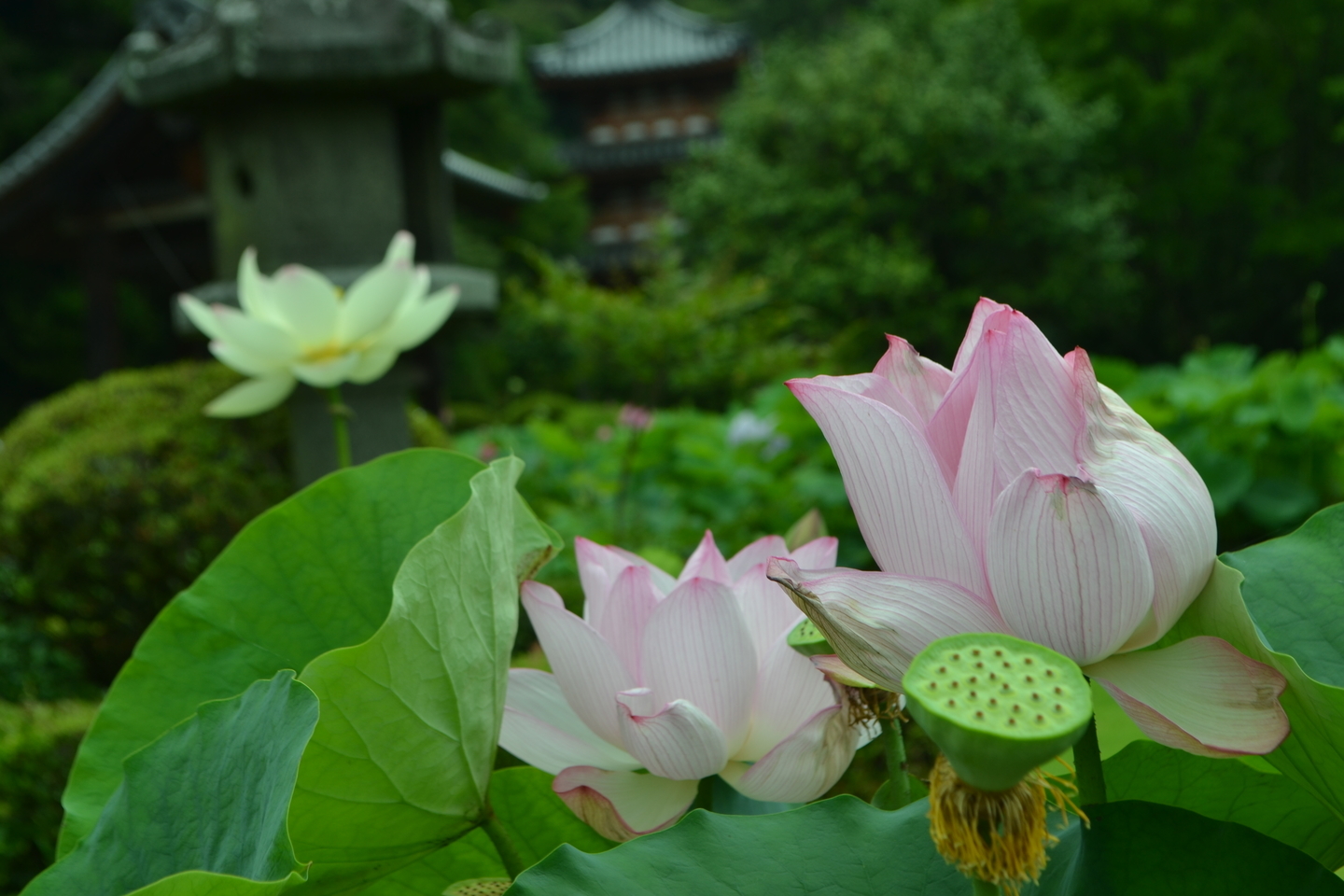 三室戸寺　蓮と三重塔　五分咲き　2017年7月9日　撮影：MKタクシー