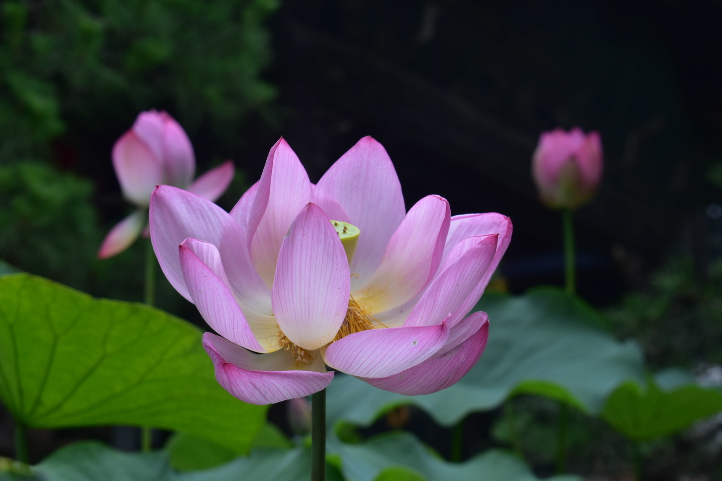 革堂行願寺　蓮　2019年7月7日　撮影：MKタクシー