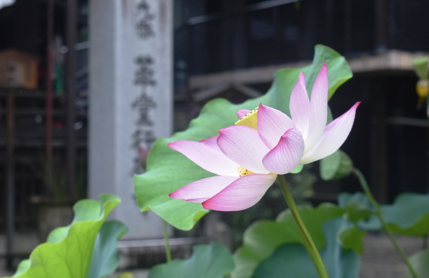 革堂行願寺 蓮 2019年7月20日 撮影:MKタクシー