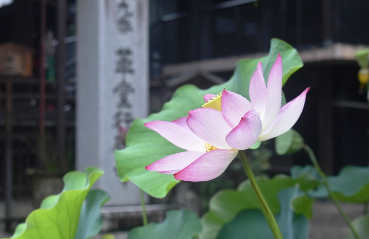 革堂行願寺　蓮　2019年7月20日　撮影：MKタクシー