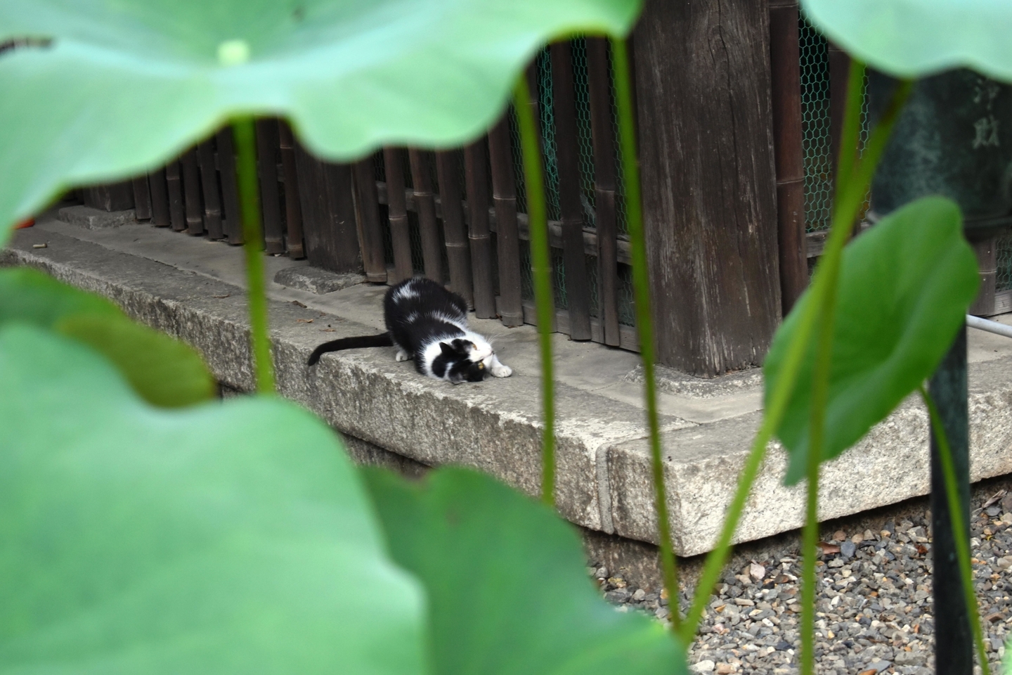 革堂行願寺　蓮の間の猫　2018年7月8日　撮影：MKタクシー