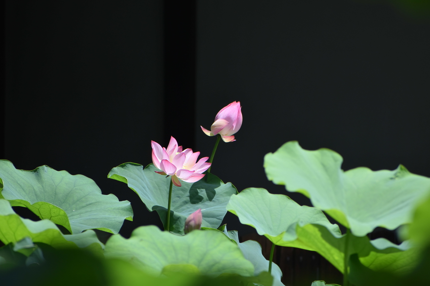 革堂行願寺　蓮　2020年7月18日　撮影：MKタクシー